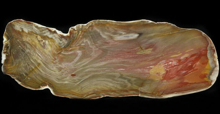 Polished, Jurassic Petrified Wood (Conifer) - Australia #41894